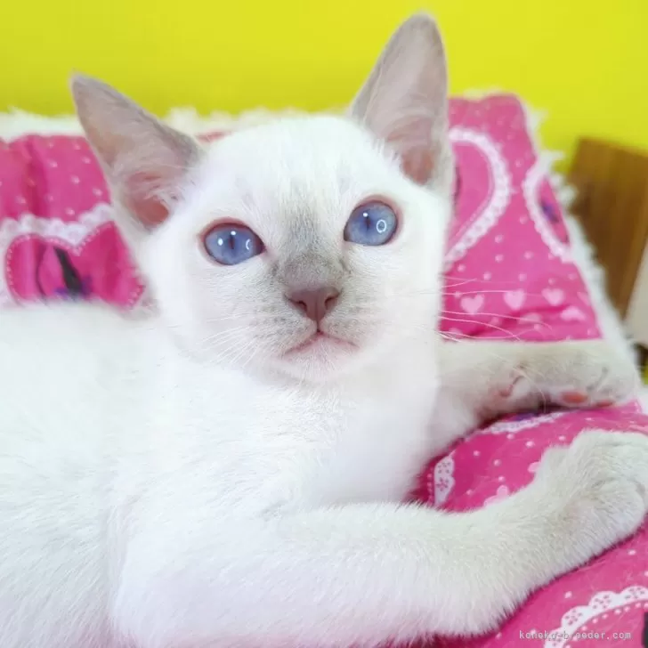 ID:2411-01837の子猫