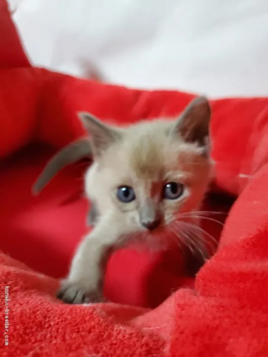 King 様のお迎えした子猫