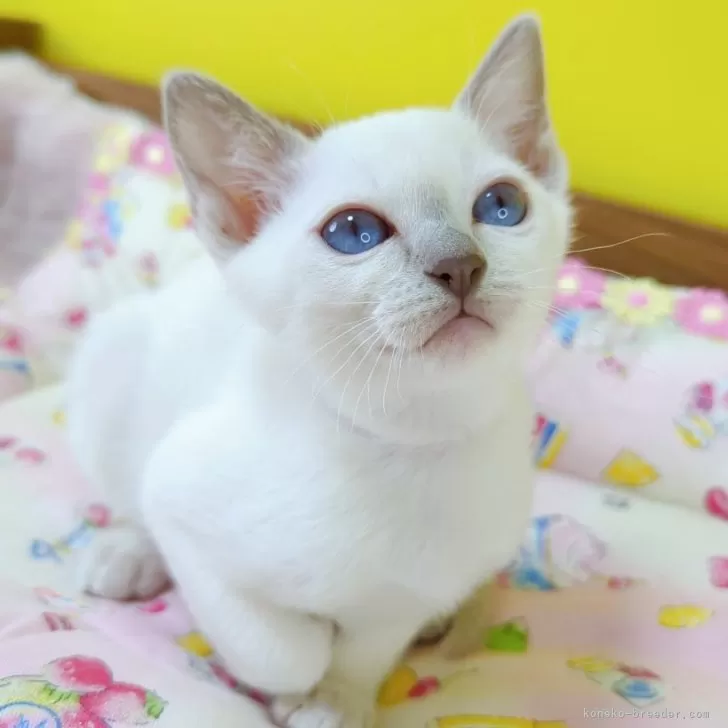 ID:2411-00338の子猫