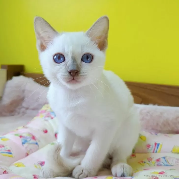 ID：2409-02972の子猫