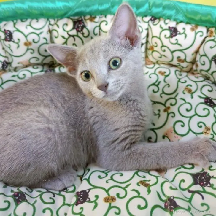 ID：2309-02330の子猫