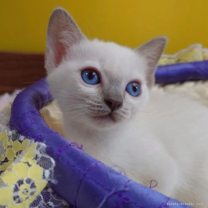 ID：2302-00231の子猫