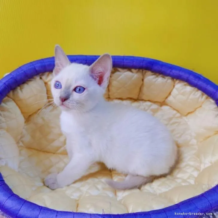 ID：2302-01889の子猫