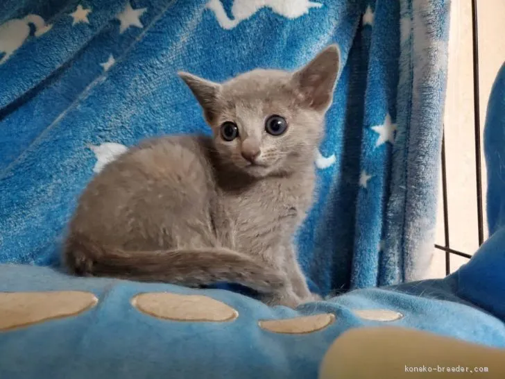 ID：2007-00523の子猫