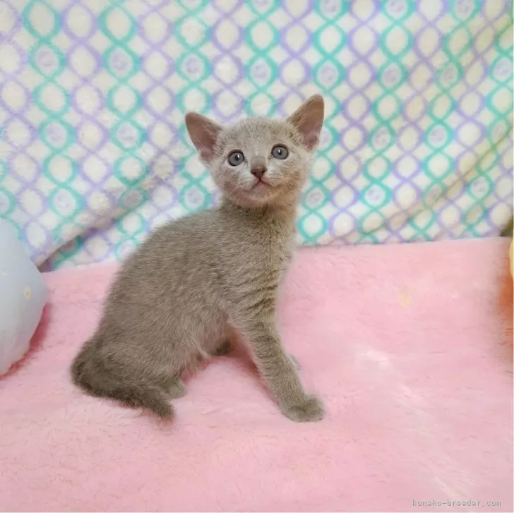 ID:2404-03178の子猫