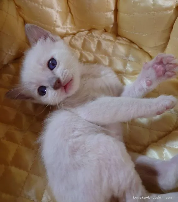 ID：2110-01713の子猫