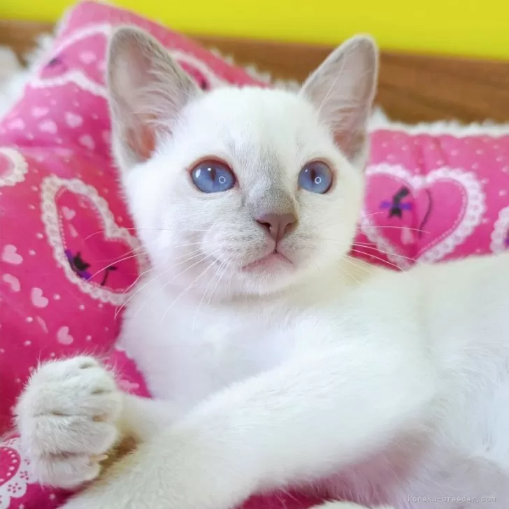 ID:2411-00317の子猫