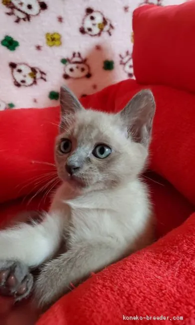 ID：1906-01203の子猫