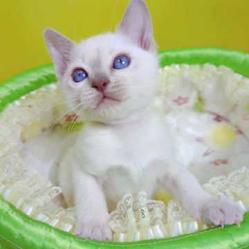 トンキニーズ【埼玉県・男の子・2023年11月11日・プラチナ(ライラック)ポイント】の写真「🍀穏やかな男の子です🍀」