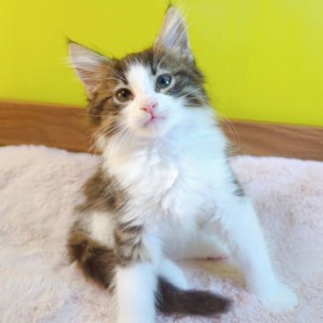 ノルウェージャンフォレストキャット【埼玉県・男の子・2023年5月13日・ブラウンマッカレルタビー&ホワイト】の写真「⭐イケメンにゃん⭐」