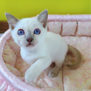 トンキニーズ【埼玉県・男の子・2023年12月24日・プラチナ(ライラック)ポイント】の写真「💫愛くるしい男の子です💫」