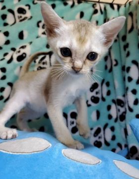 シンガプーラ【埼玉県・男の子・2020年9月8日・セピアアグーティ】の写真「♪お目目くりくりな男の子♪」