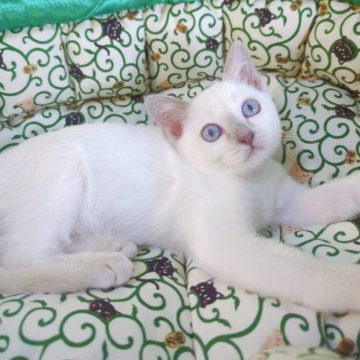 トンキニーズ【埼玉県・男の子・2023年7月9日・プラチナ(ライラック)ポイント】の写真「🌟フレンドリーな男の子🌟」