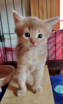 ソマリ【埼玉県・女の子・2021年2月16日・フォーン】の写真「🌸マイペースちゃん🌸」