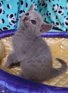 ロシアンブルー【埼玉県・男の子・2022年3月3日・ブルー】の写真「✨かわいい男の子✨」