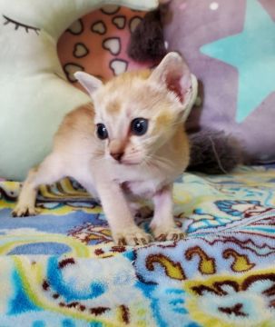 シンガプーラ【埼玉県・男の子・2021年4月14日・セピアアグーティ】の写真「お目目が大きな男の子」