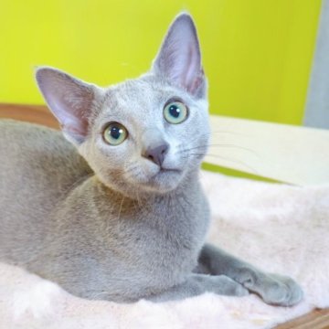 ロシアンブルー【埼玉県・男の子・2023年6月23日・ブルー】の写真「🍀陽気な男の子🍀」