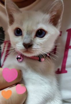 トンキニーズ【埼玉県・女の子・2020年8月24日・プラチナポイント】の写真「🍒青いお目目の女の子🍒」