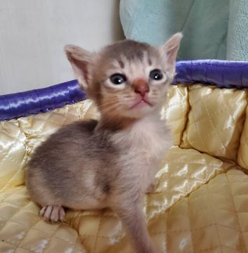 アビシニアン【埼玉県・女の子・2021年3月21日・ブルー】の写真「🌸カワイイ女の子です🌸」