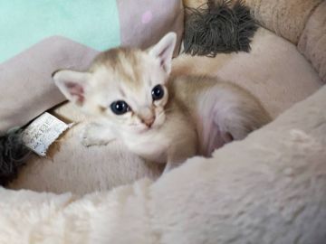 シンガプーラ【埼玉県・男の子・2021年2月22日・セピアアグーティ】の写真「💞むっちりクン💞」