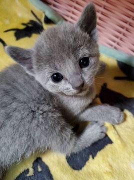 ロシアンブルー【埼玉県・女の子・2021年2月18日・ブルー】の写真「🌟カワイイ女の子🌟」