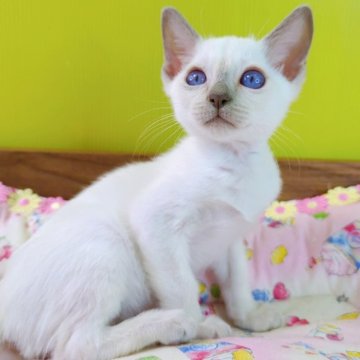 トンキニーズ【埼玉県・男の子・2024年5月8日・プラチナ(ライラック)ポイント】の写真「✨ブルーの瞳が綺麗な男の子✨」