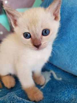 トンキニーズ【埼玉県・男の子・2020年2月6日・プラチナミンク(予定)】の写真「💕綺麗なボク💕」