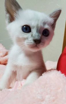 トンキニーズ【埼玉県・女の子・2020年8月24日・プラチナポイント】の写真「ゆるキャラ女子(*＾▽＾*)」