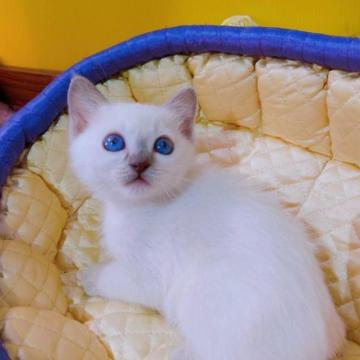 トンキニーズ【埼玉県・男の子・2022年12月11日・プラチナ(ライラック)ポイント】の写真「✨元気な甘えん坊くん✨」