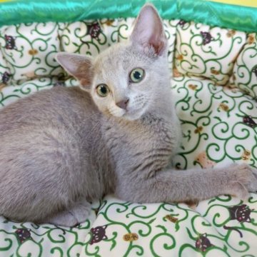 ロシアンブルー【埼玉県・男の子・2023年6月23日・ブルー】の写真「🌟甘えん坊くん🌟」