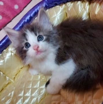 ノルウェージャンフォレストキャット【埼玉県・男の子・2021年2月13日・ブルータビー&ホワイト】の写真「🍒人懐っこい男の子🍒」