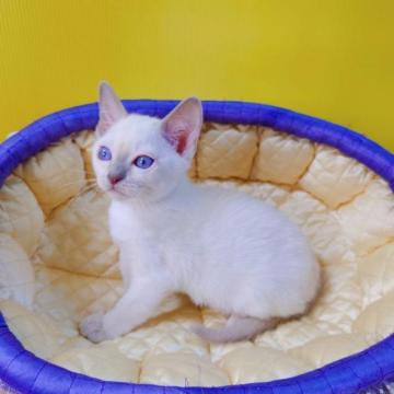 トンキニーズ【埼玉県・男の子・2022年12月30日・プラチナ(ライラック)ポイント】の写真「抱っこ大好き坊や✨」