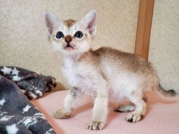 シンガプーラ【埼玉県・男の子・2019年7月18日・セピアアグーティ】の写真「🌟陽気な男の子🌟」