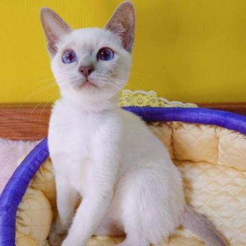 トンキニーズ【埼玉県・女の子・2022年10月27日・プラチナ(ライラック)ポイント】の写真「🌸可愛いお顔の女の子🌸」