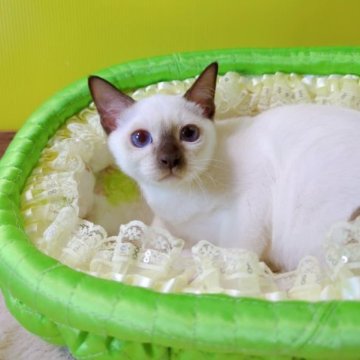 トンキニーズ【埼玉県・男の子・2023年5月1日・シャンパン(チョコレート)ポイント】の写真「⭐お目目キラキラな男の子⭐」