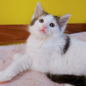 ノルウェージャンフォレストキャット【埼玉県・女の子・2023年4月8日・ブラウンクラッシック&ホワイト】の写真「✨陽気な女の子✨」