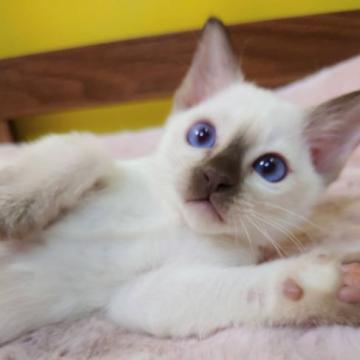 トンキニーズ【埼玉県・女の子・2022年7月4日・シャンパンポイント】の写真「✨ブルーの瞳がキラキラな女の子です✨」