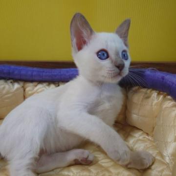 トンキニーズ【埼玉県・男の子・2022年6月17日・プラチナポイント】の写真「☀️フレンドリーな男の子☀️」