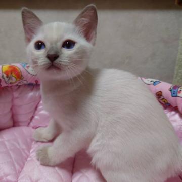 トンキニーズ【埼玉県・女の子・2022年4月16日・プラチナポイント】の写真「🍑くりくりお目目ちゃん🍑」