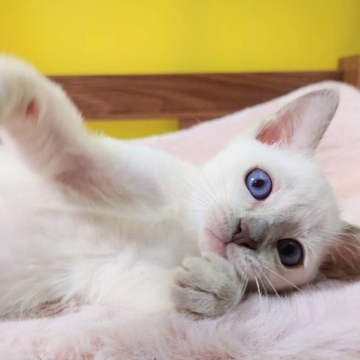 トンキニーズ【埼玉県・女の子・2022年7月4日・プラチナポイント】の写真「🌻美猫ですニャン🌻」