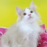 ノルウェージャンフォレストキャット【埼玉県・男の子・2024年7月18日・クリームマッカレルタビー&ホワイト】の写真1「こんにちは☀」