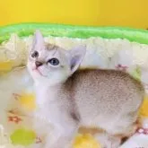 シンガプーラ【埼玉県・女の子・2023年3月3日・セピアアグーティ】の写真1「こんにちは💕」