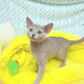 ロシアンブルー【埼玉県・女の子・2024年3月8日・ブルー】の写真1「こんにちは😊」