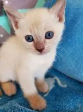 トンキニーズ【埼玉県・男の子・2020年2月6日・プラチナミンク(予定)】の写真1「初めまして( 〃▽〃)」