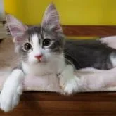 ノルウェージャンフォレストキャット【埼玉県・女の子・2022年5月28日・ブルータビー&ホワイト】の写真1「こんにちは😊」
