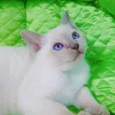 トンキニーズ【埼玉県・男の子・2023年1月22日・プラチナ(ライラック)ポイント】の写真2「甘えん坊くんですよ〜(⁠ ⁠˘⁠ ⁠³⁠˘⁠)⁠♥」