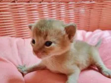 アビシニアン【埼玉県・男の子・2020年10月8日・フォーン】の写真2「まだ小さいけどイケメンにゃん😁」