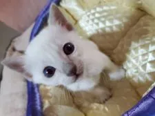 トンキニーズ【埼玉県・男の子・2021年3月22日・シャンパンポイント】の写真2「デーンϵ( 