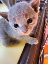 ロシアンブルー【埼玉県・男の子・2020年10月3日・ブルー】の写真2「あどけない顔のボク(*^^*)」