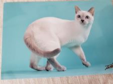 トンキニーズ【・女の子・2017年3月24日・プラチナミンク】